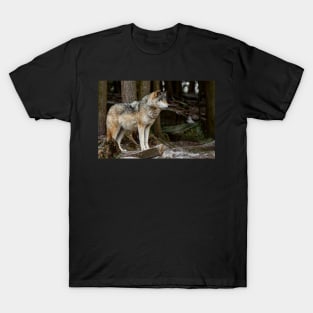 Eastern Gray Wolf T-Shirt